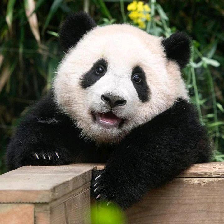 稳稳的幸胡女士