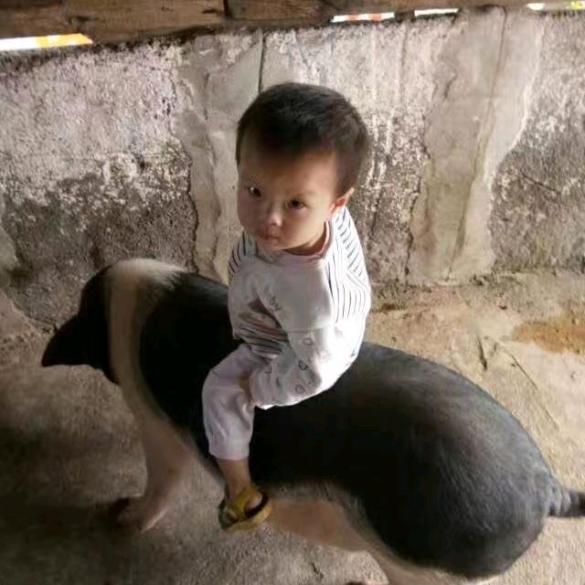13哥养猪