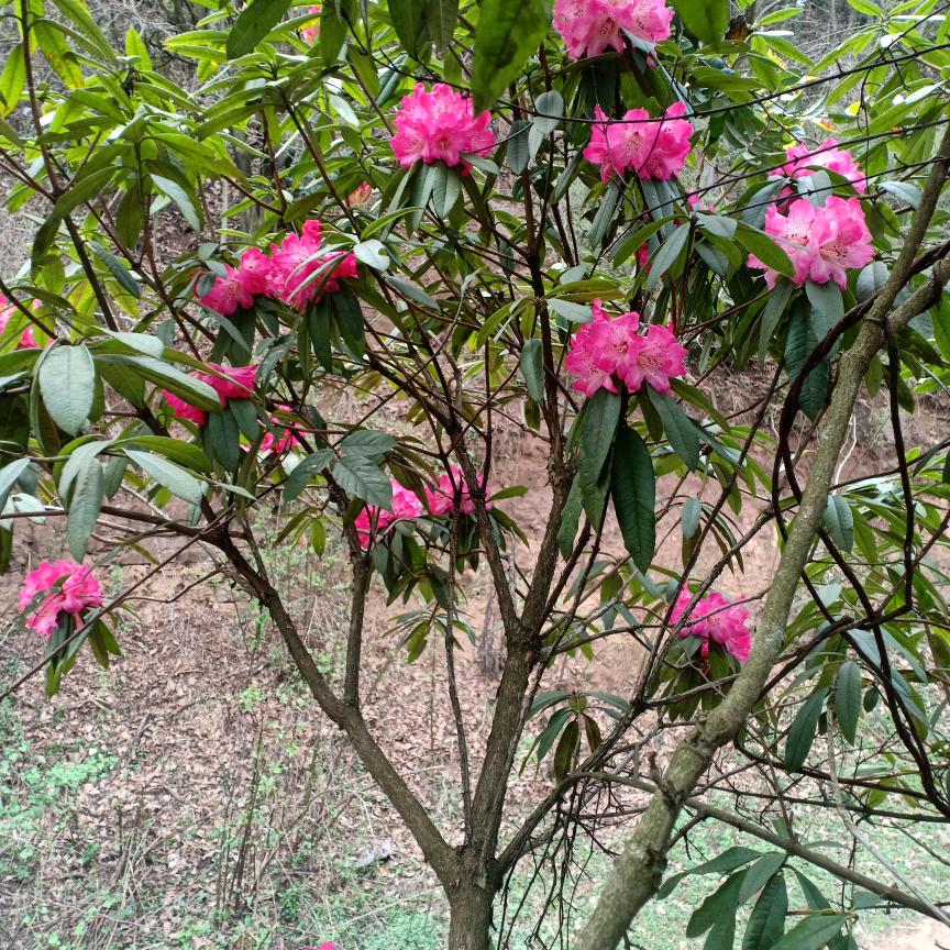 一帆风顺