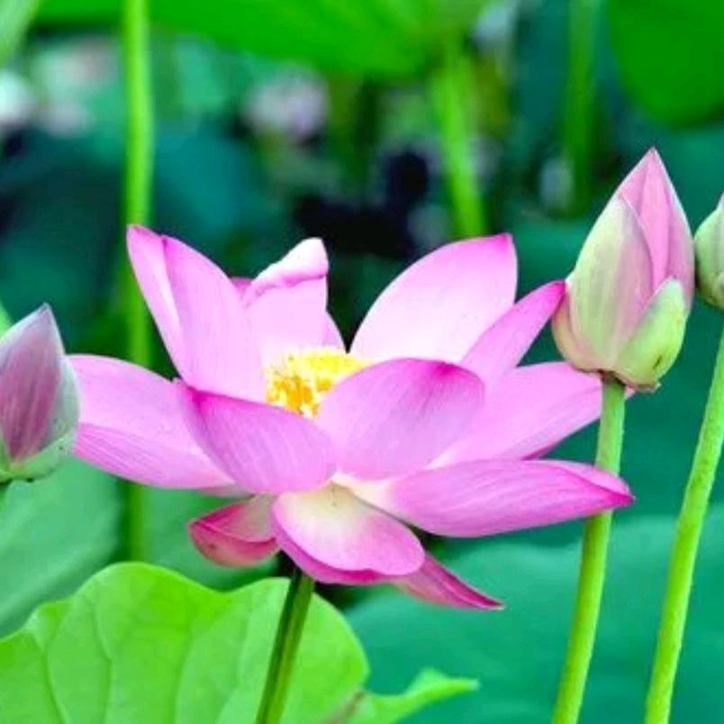 幸福花儿