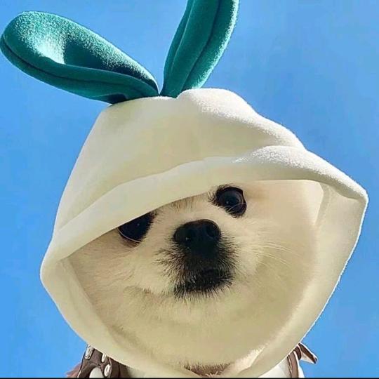 寺槐安