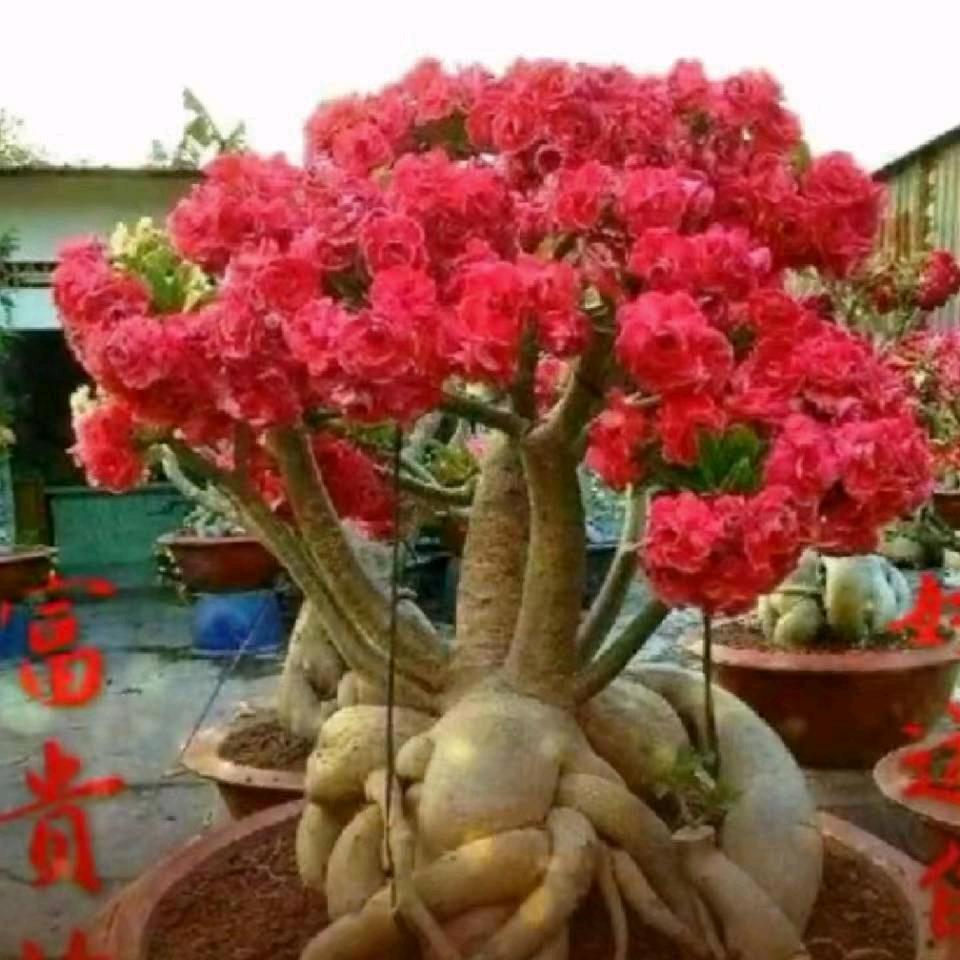 梦瑶.