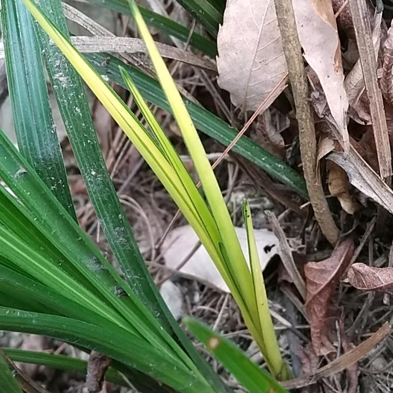 麒麟花卉