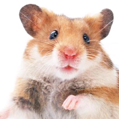 你以关注了主播