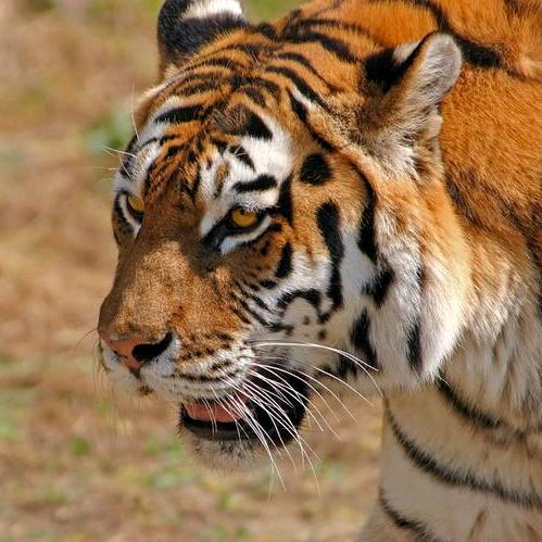 呆呆解说动物世界