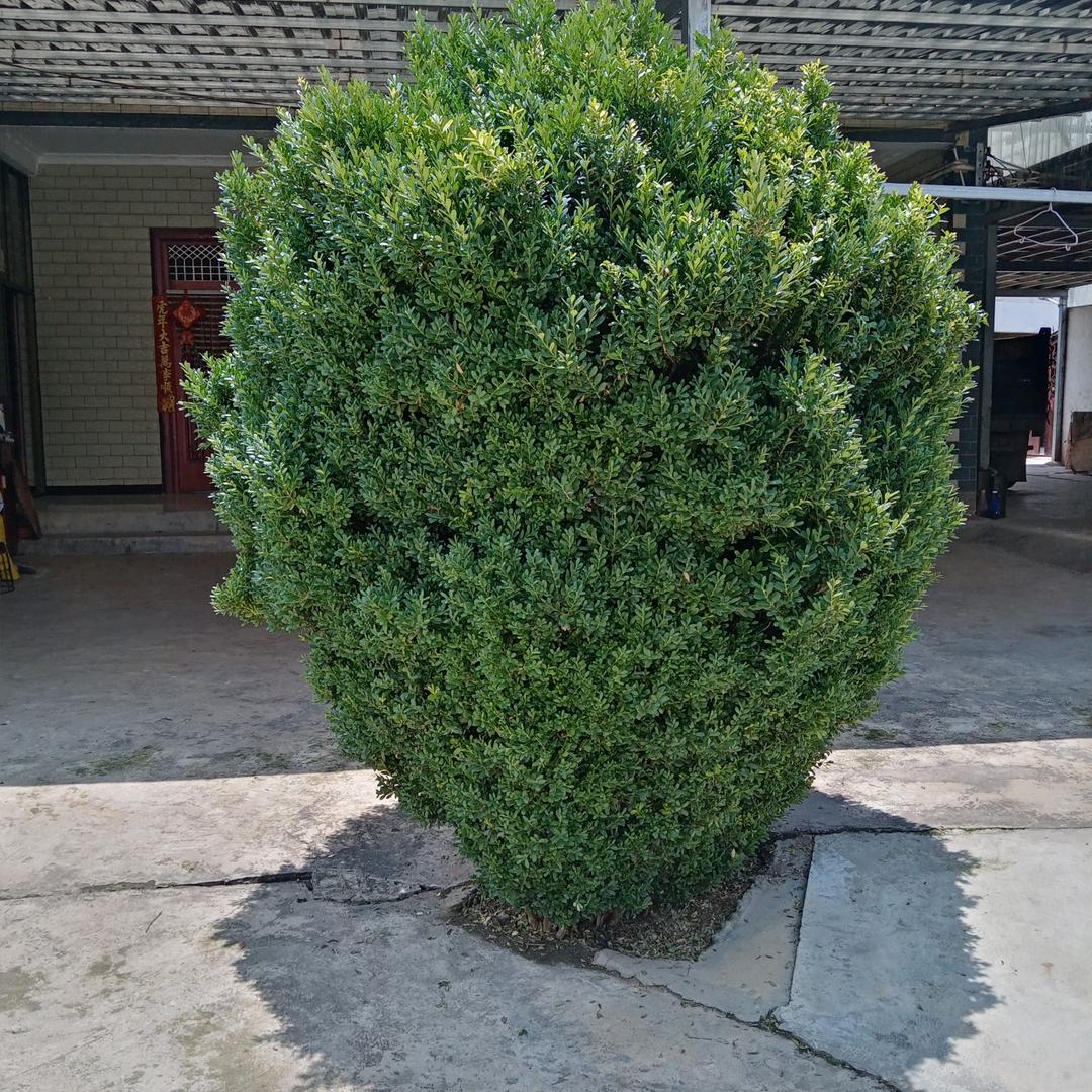杨