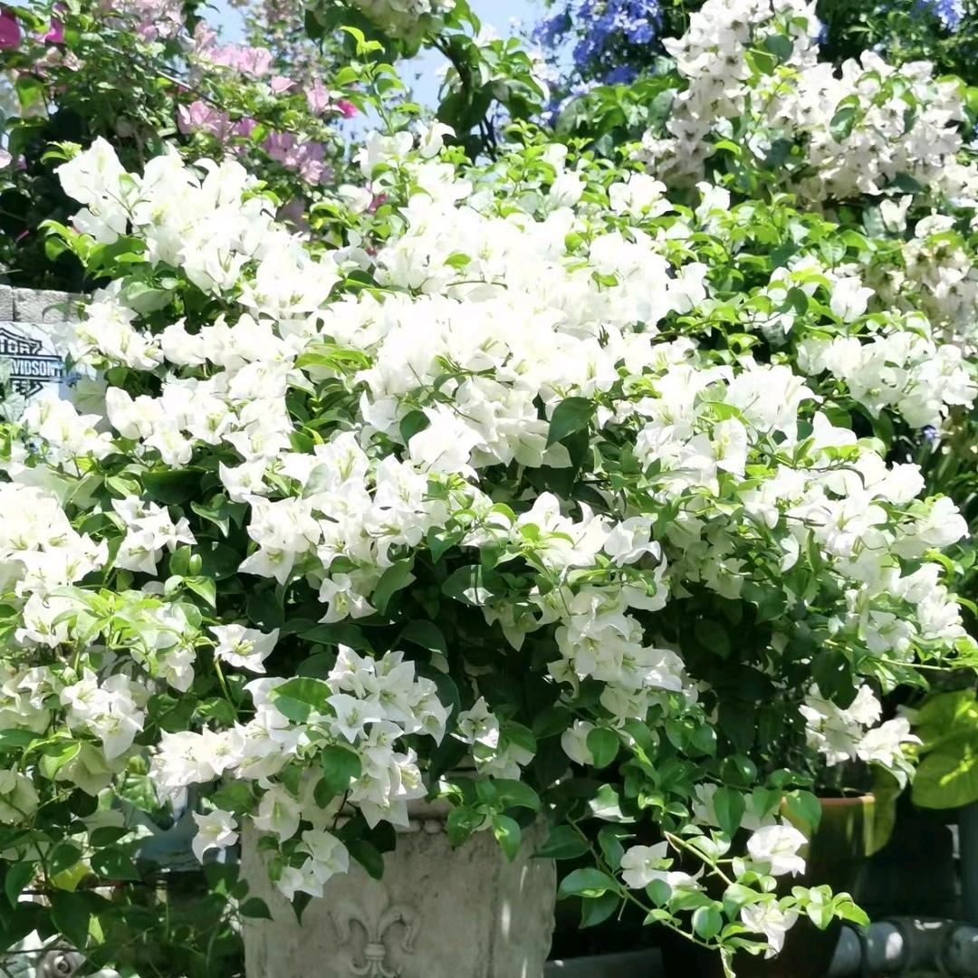 盛朵花卉店