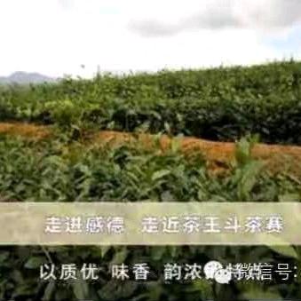 泉州市，安溪感德茶叶，自产自销，欢迎关注