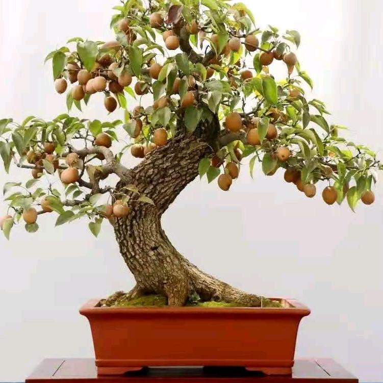 荥阳市德艺园园艺店.