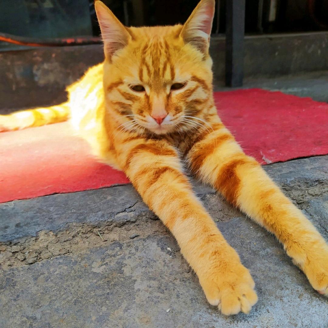 猫咪行走在街頭