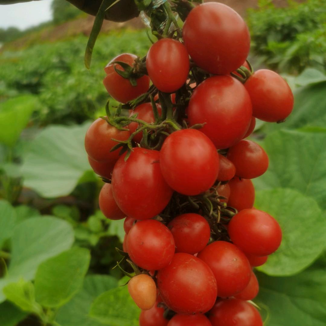 邱家屿果蔬采摘园