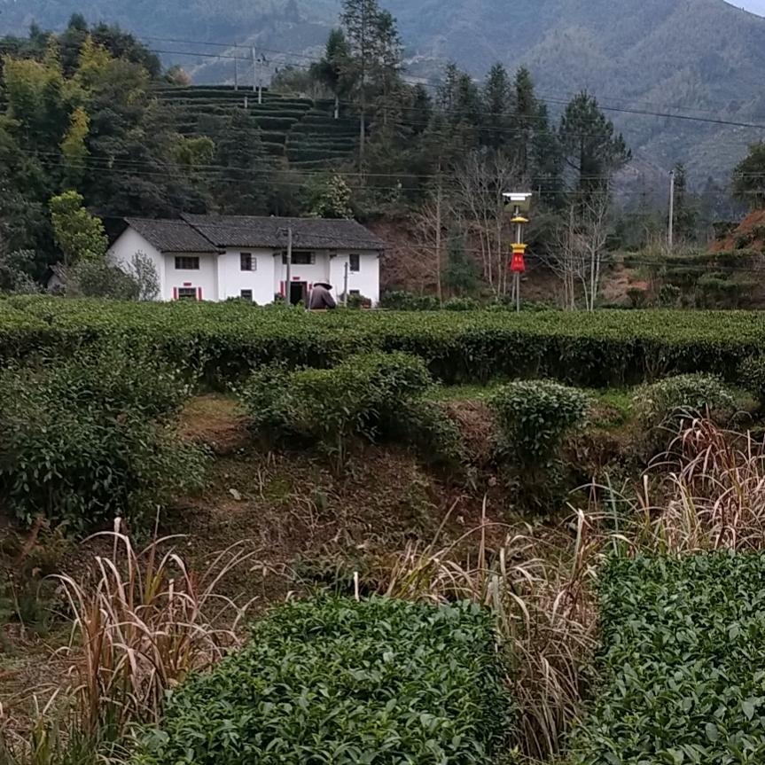 红麓茶业