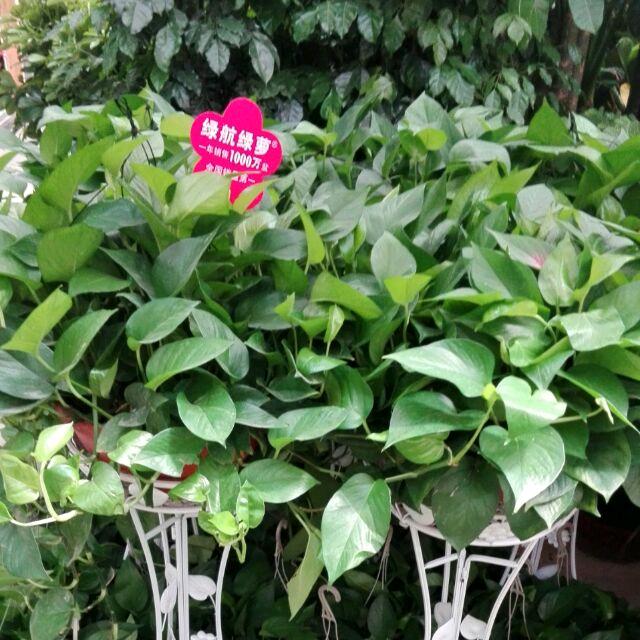 偃师绿植娜姐
