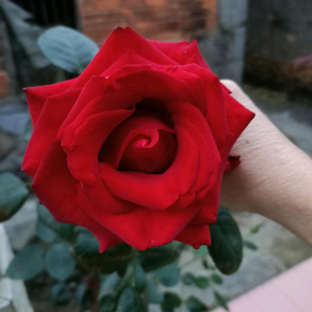 睿