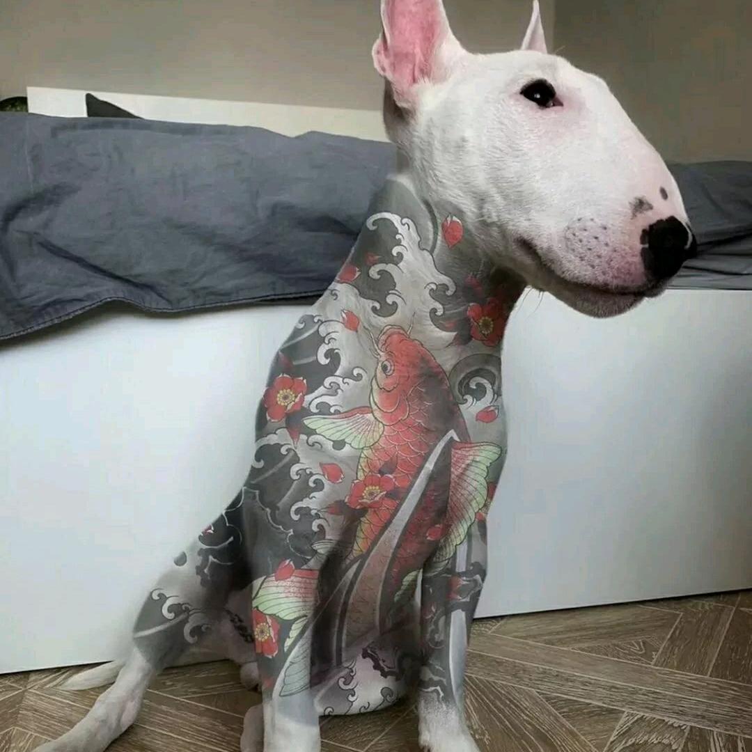 小杰包