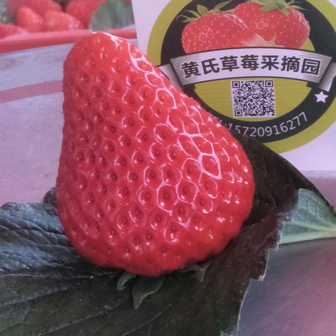 黄氏草莓(兔哥)