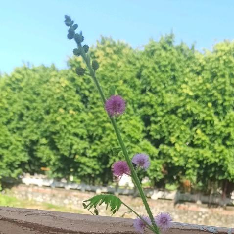 梅