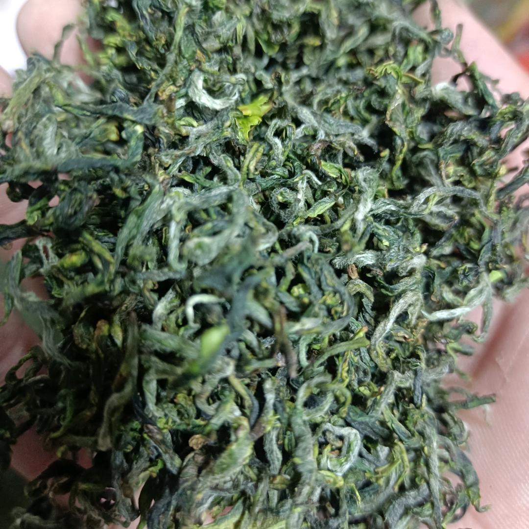 日照茶农