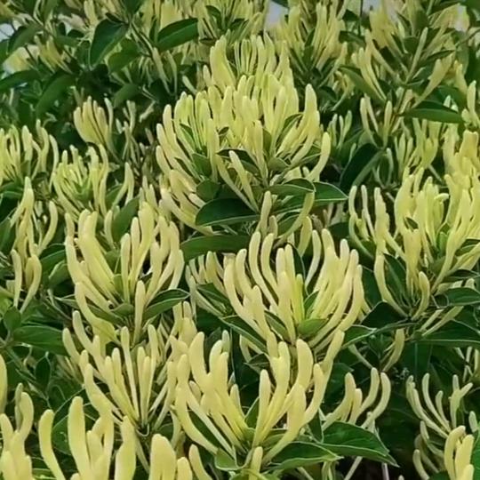 平邑福鑫源商贸金银花苗木