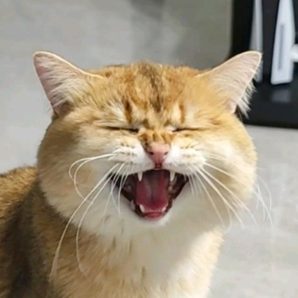 爸宝咖喱