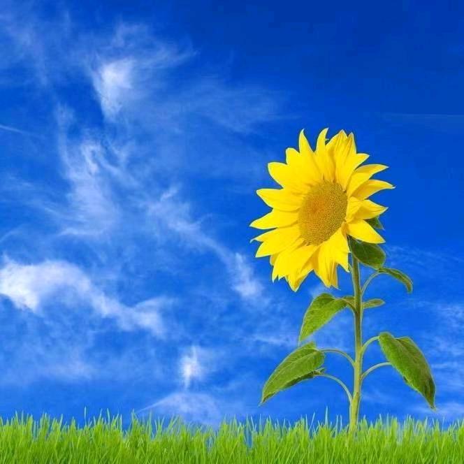 太阳☀☀