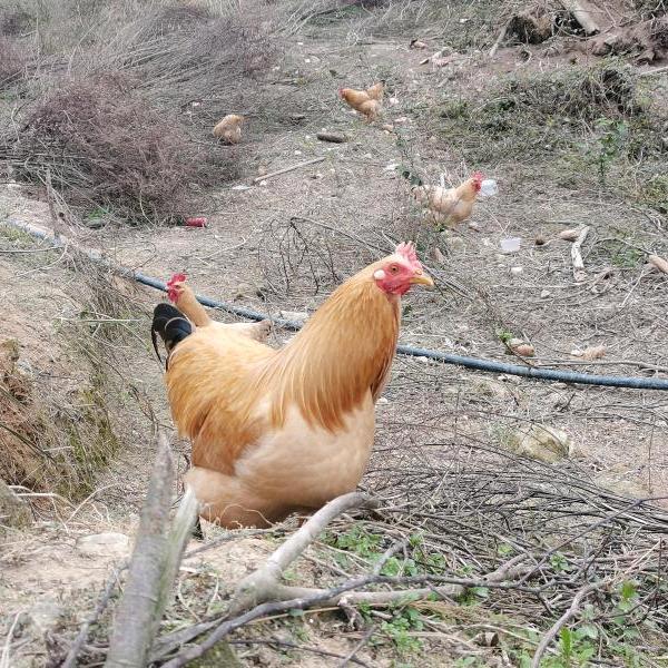 齿留香生态农场现宰现发