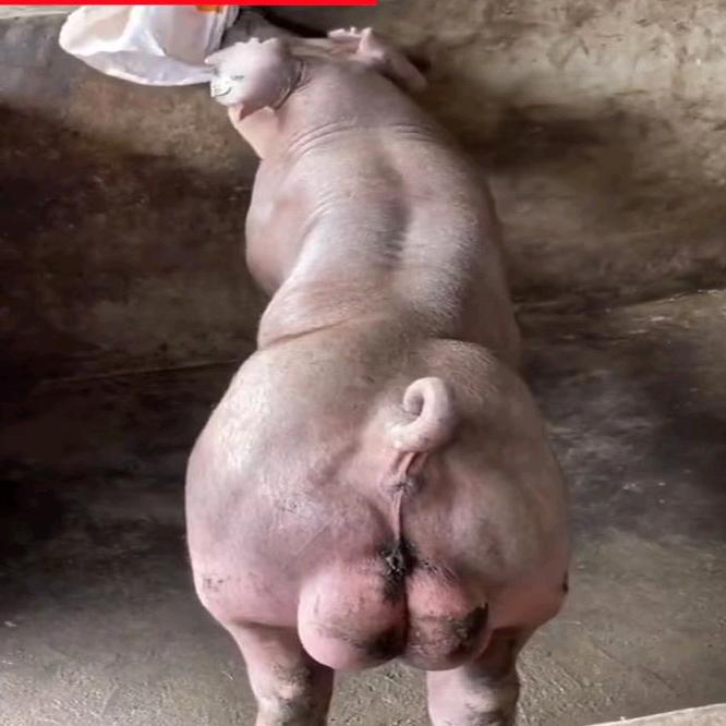 富农种猪养殖场