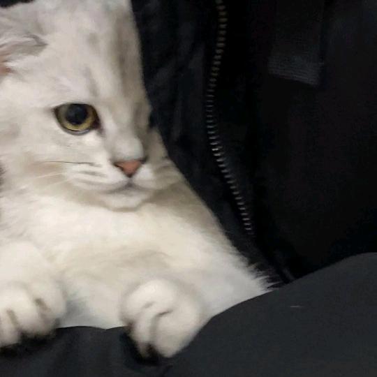 土豆炖鱼