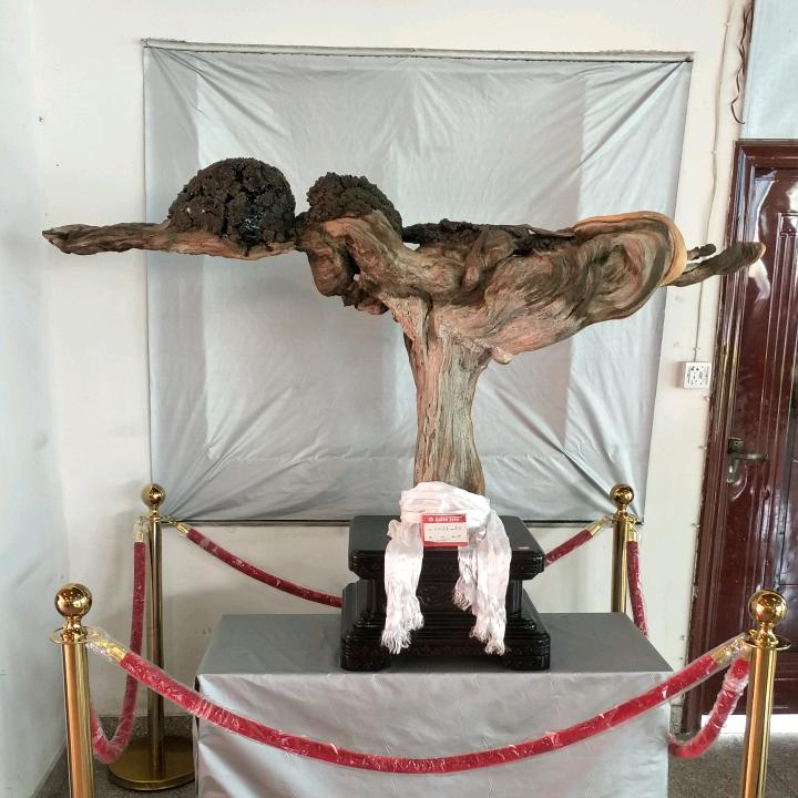 根知源天然艺术