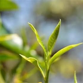 湛云茶业