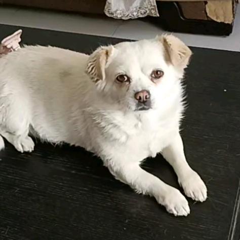 牙克石爱心救助流浪动物小号