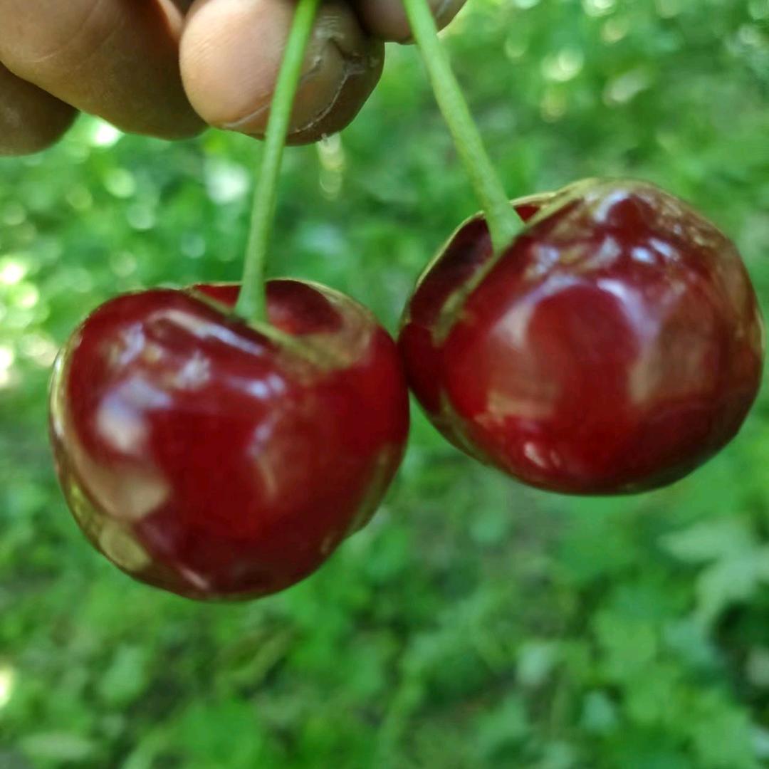 🌺🌻最熟悉的陌生人🌻🌺