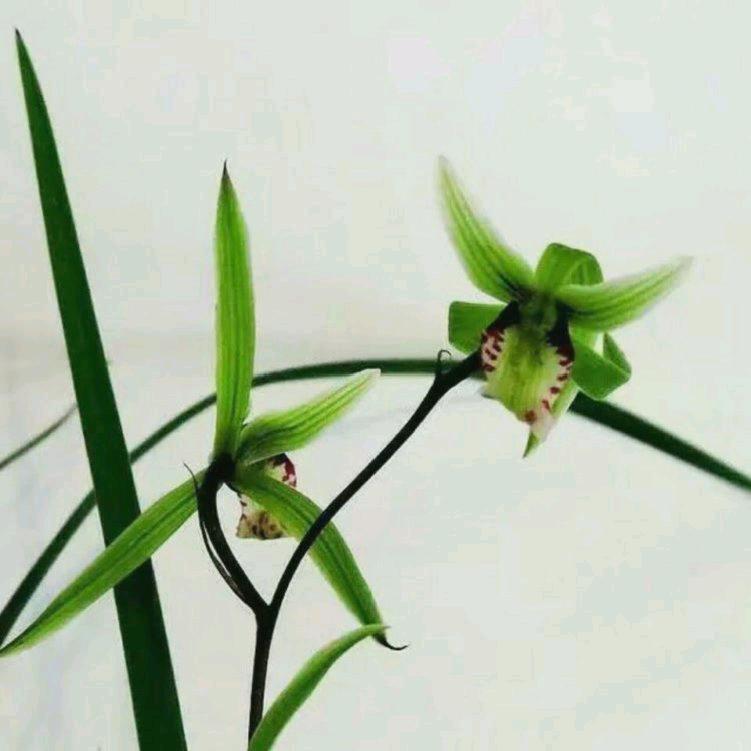 幽兰芳菲