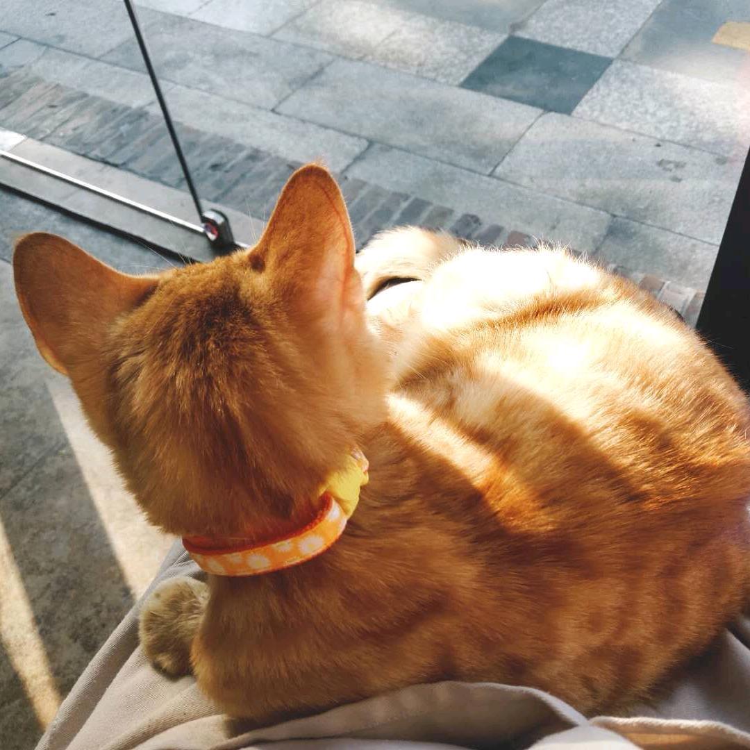 橘子和小橘猫姐姐