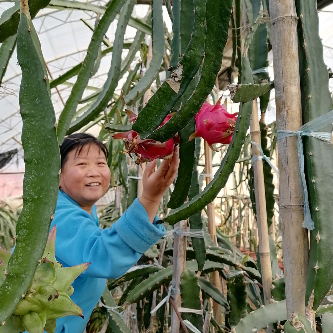 火龙果种植