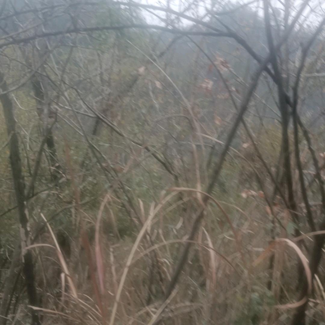 红太阳