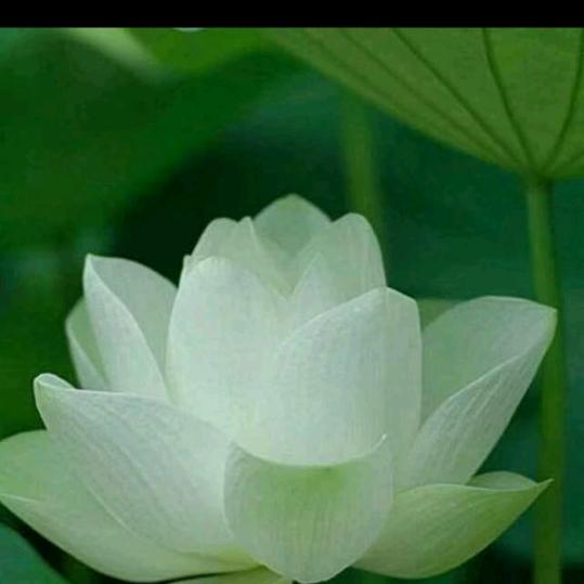 清颜🍀
