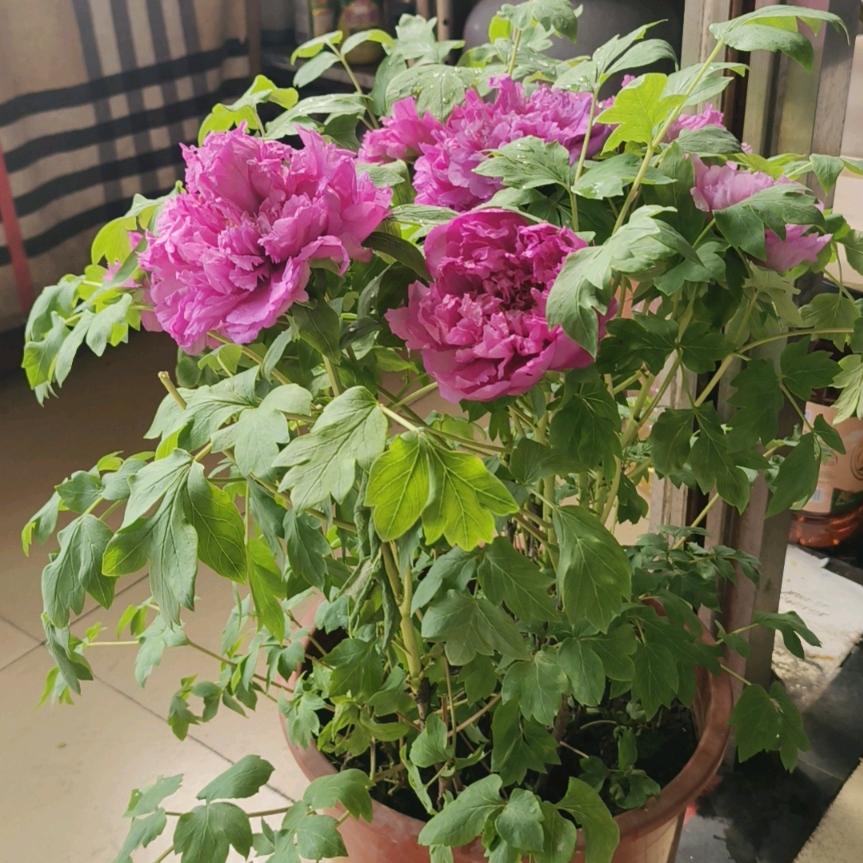牡丹花