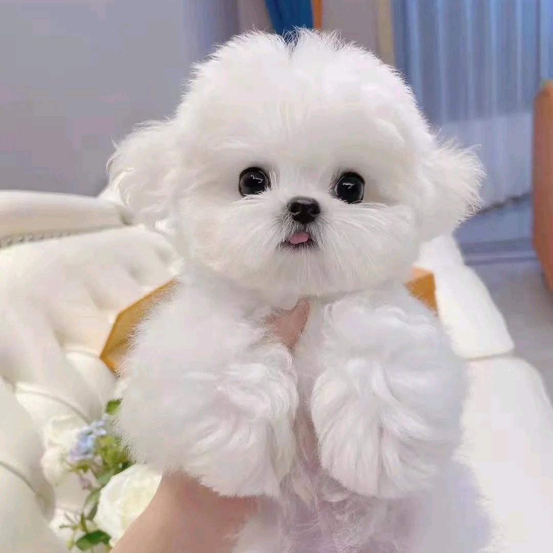 比熊犬知识