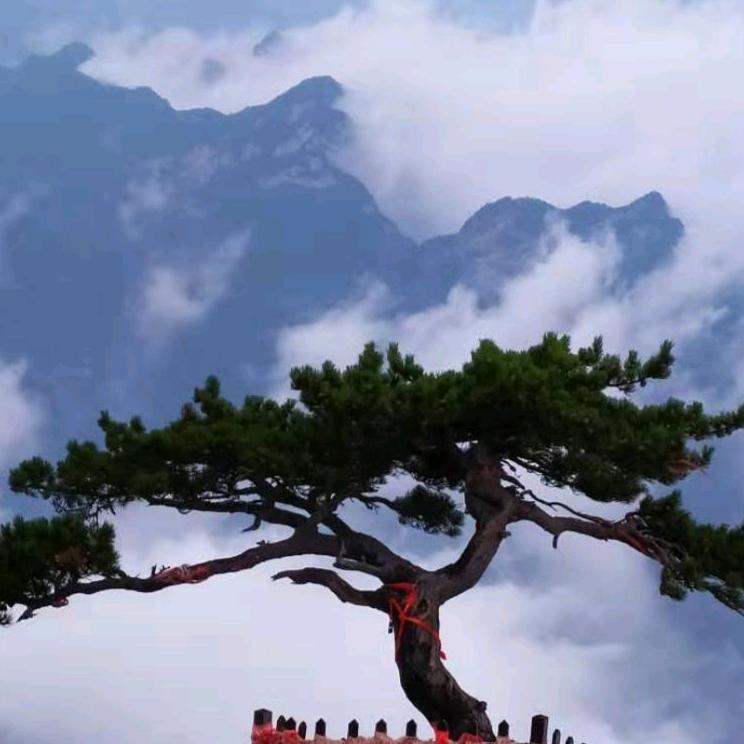 晴晴.