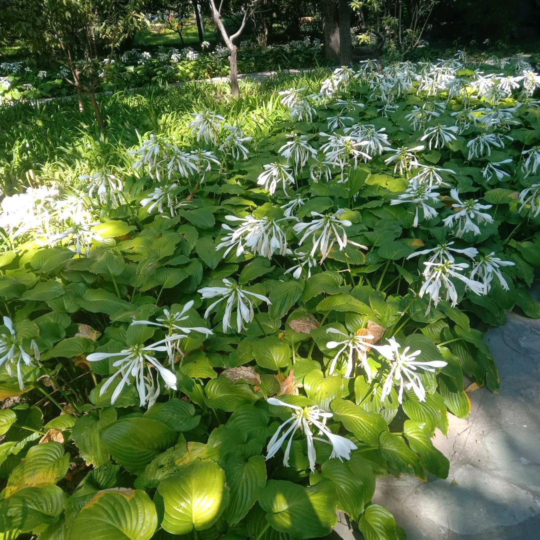平常人