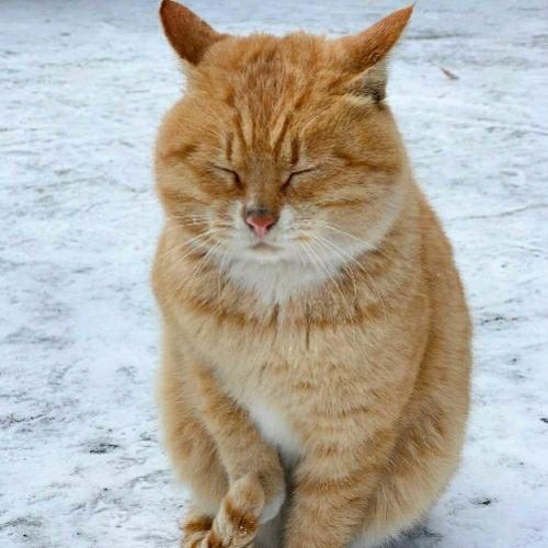 谷德猫