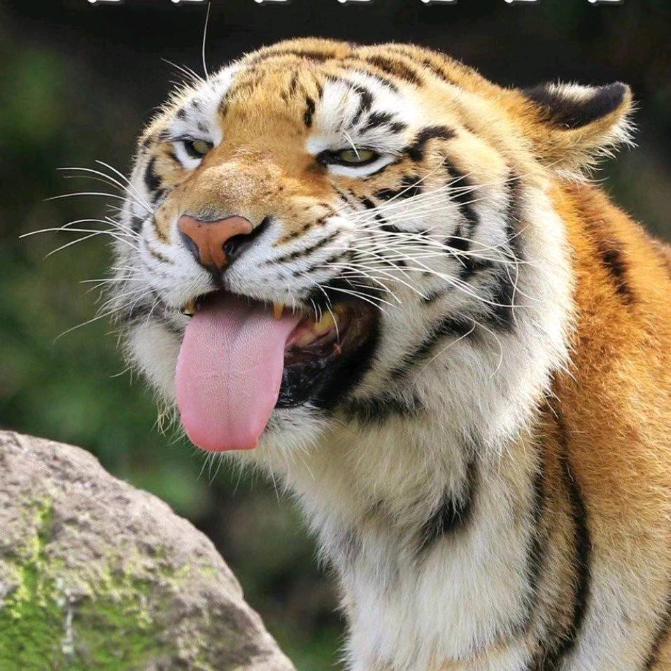 忐忑猫