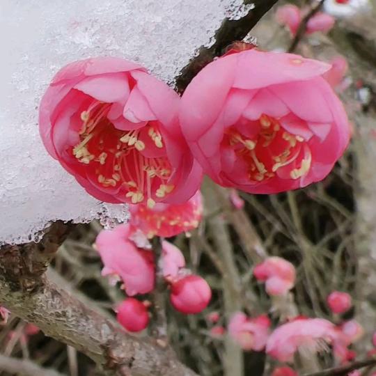 梅💝💝