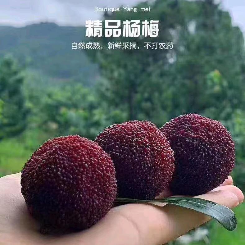 仙居县御梅杨梅农场