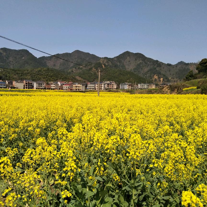 东方不败