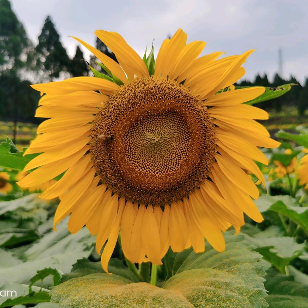 🌻夏天🌻281