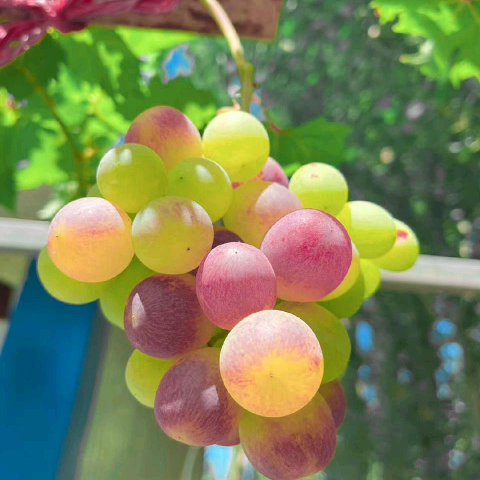 小葡萄🍇🍇