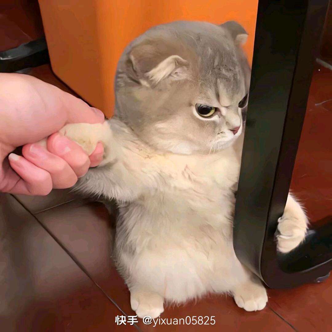 敲可爱