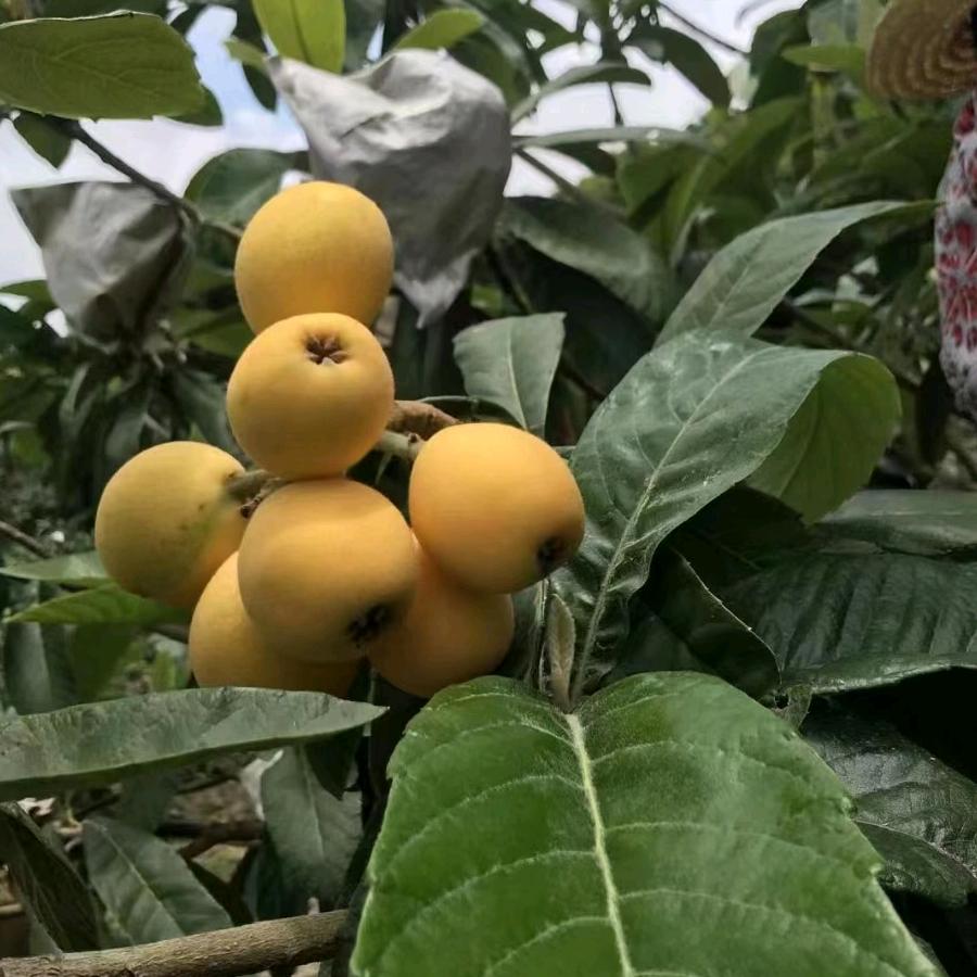 仙游县鲤城阿镜峰水果店